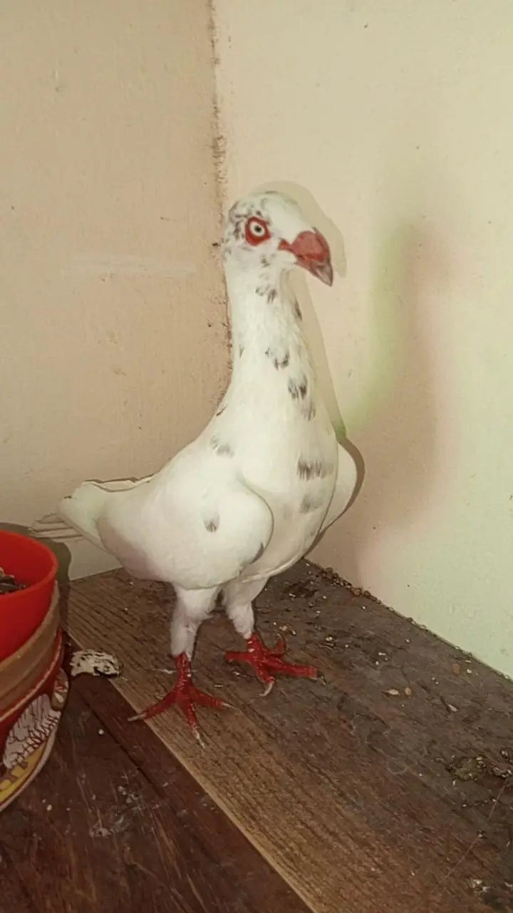 danish pigeon bredr pair — photo 5