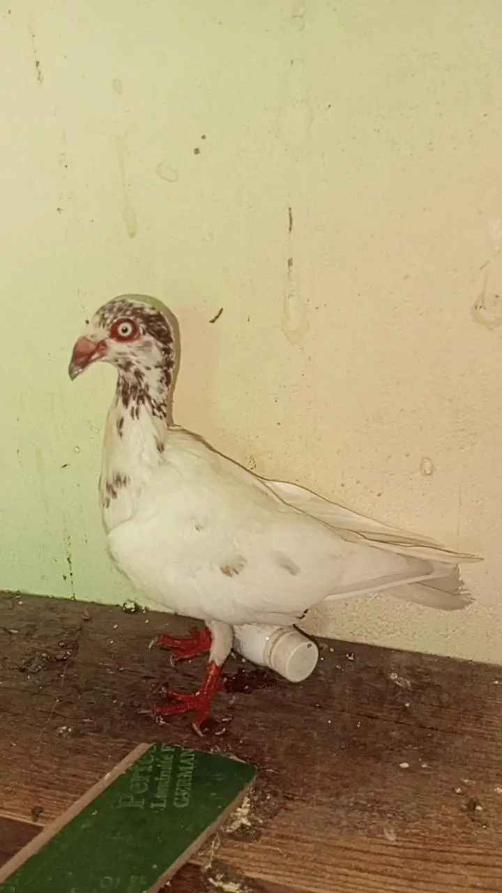 danish pigeon bredr pair — photo 11