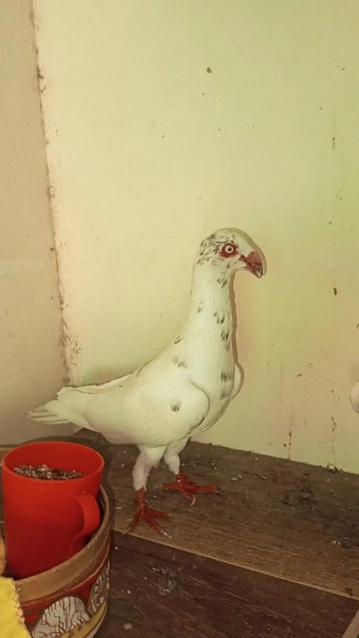 danish pigeon bredr pair — photo 10
