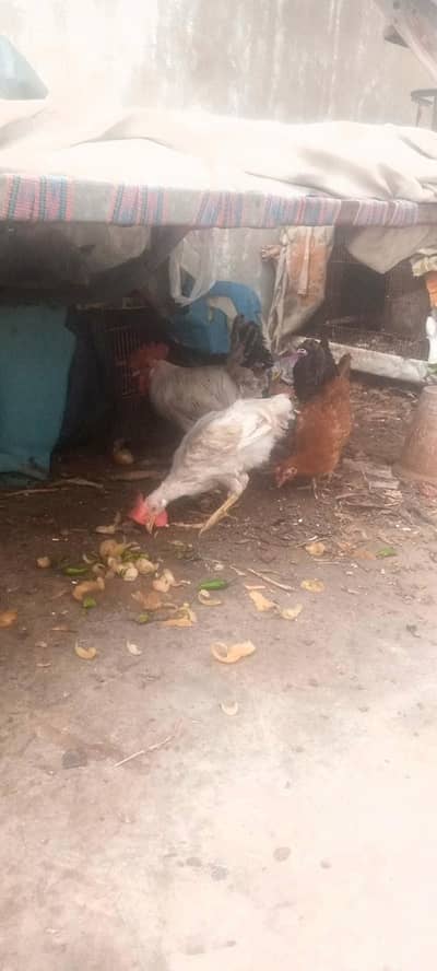misri hens available