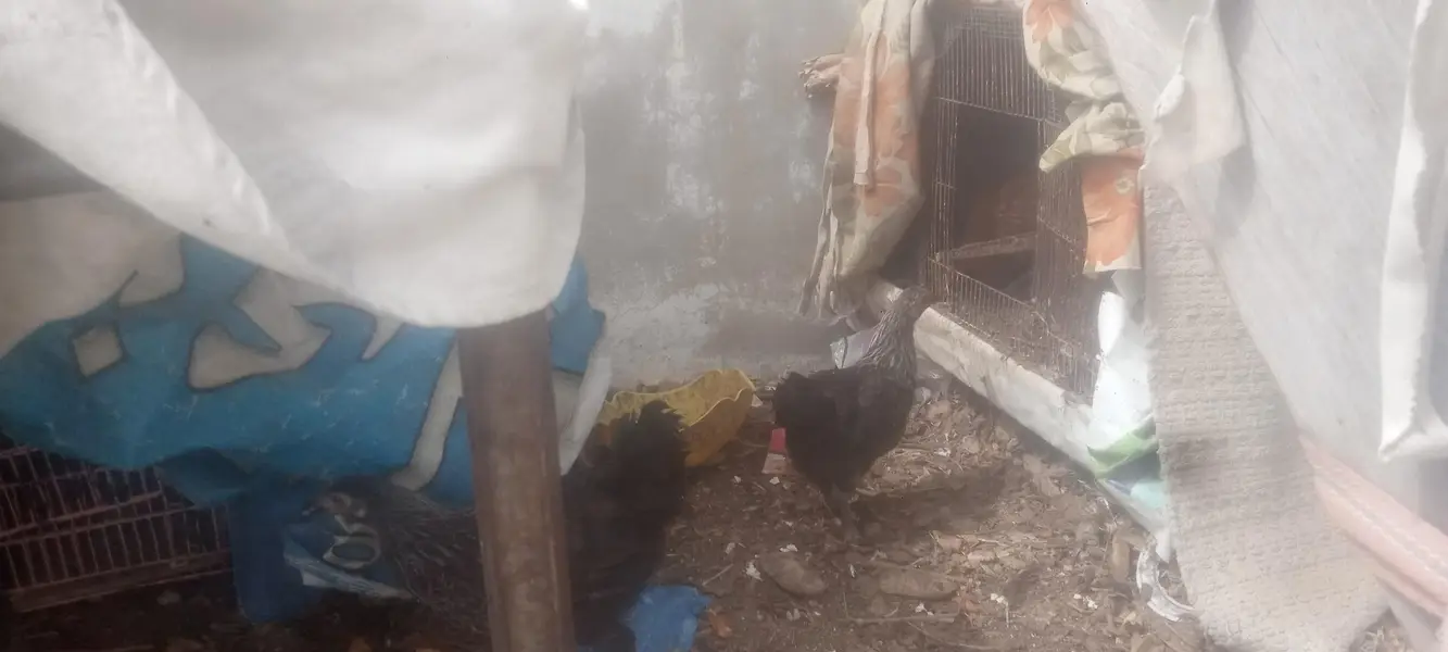 misri hens available — photo 3
