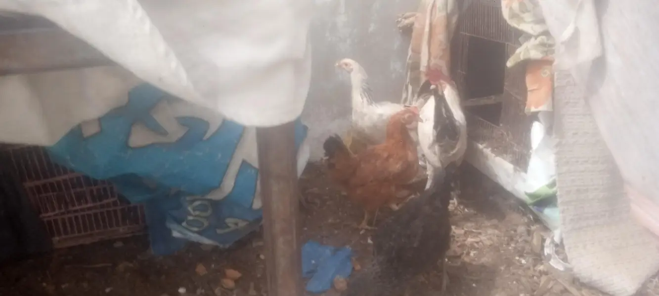 misri hens available — photo 4