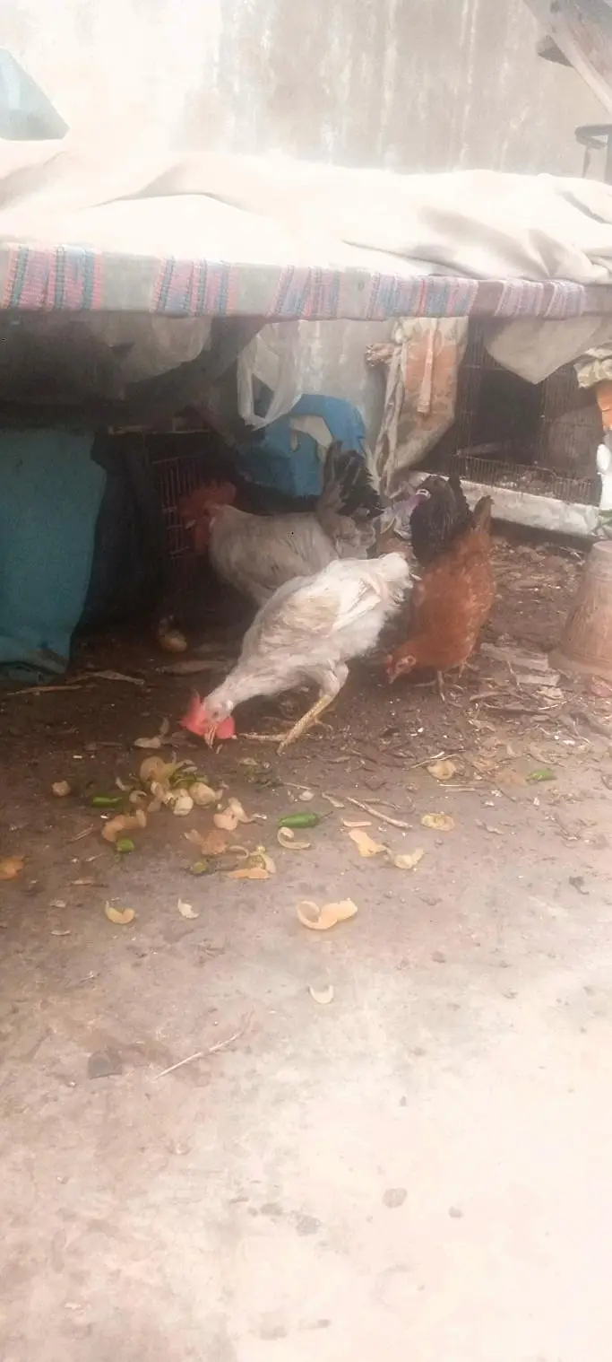 misri hens available — photo 5