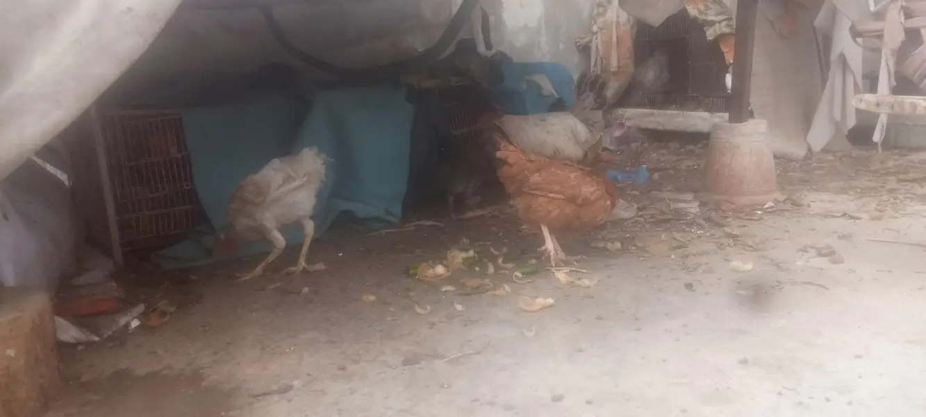 misri hens available — photo 6