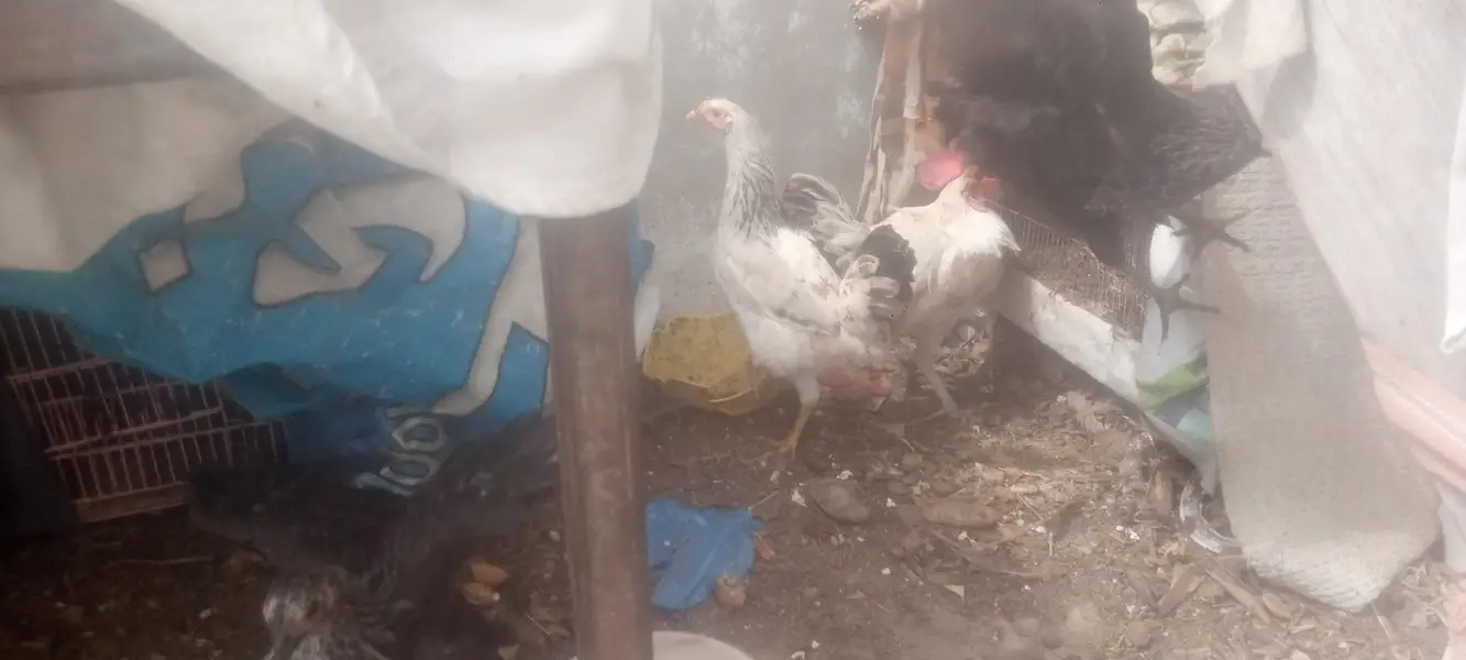 misri hens available — photo 8