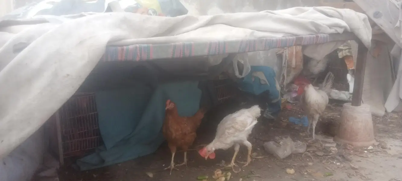 misri hens available — photo 9