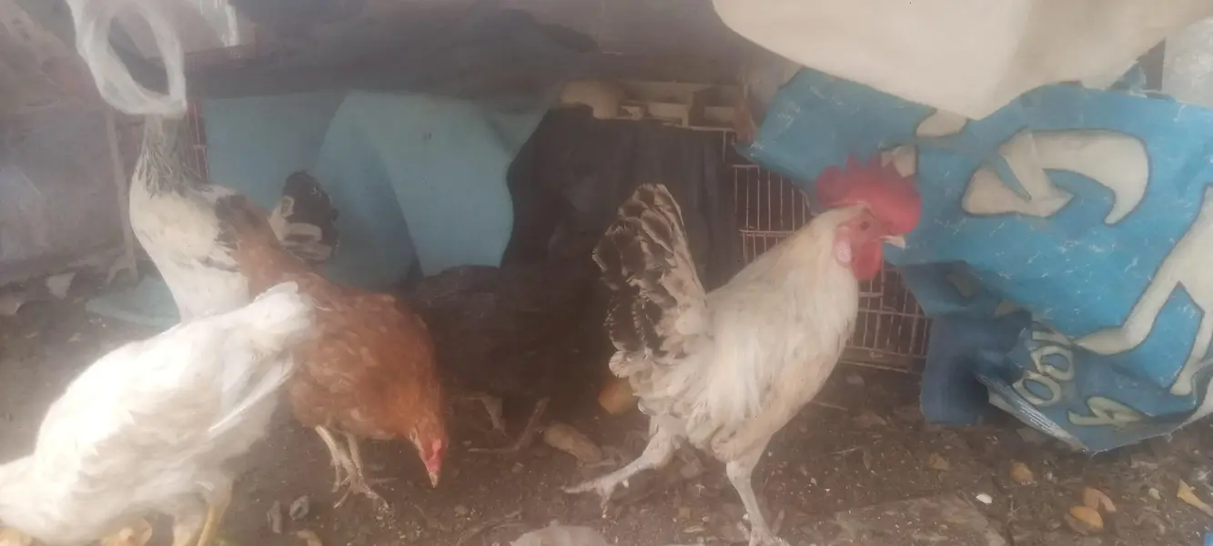 misri hens available — photo 10
