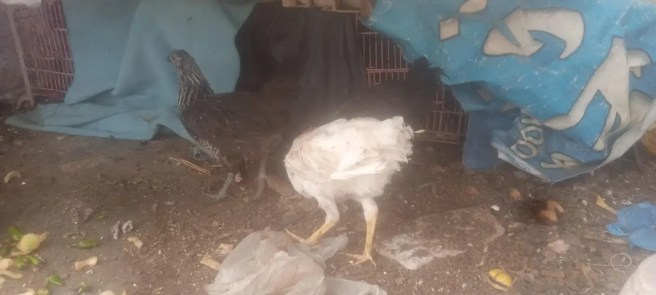 misri hens available — photo 11