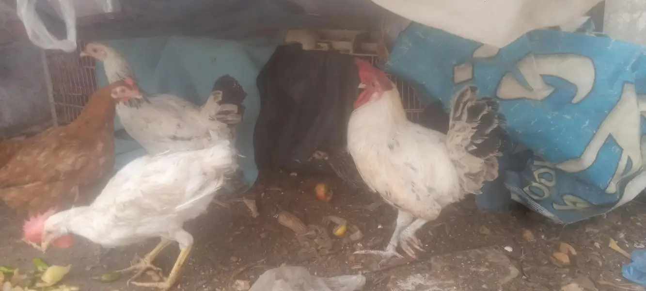 misri hens available — photo 12