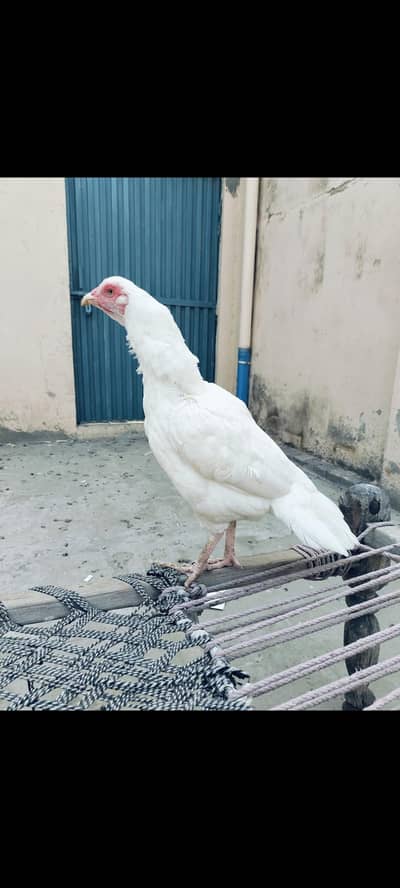 white heera female