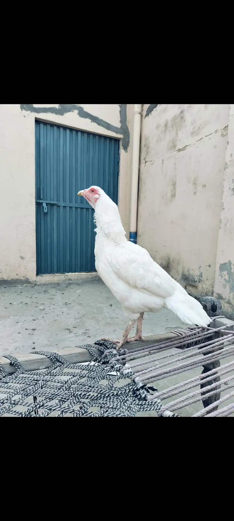 white heera female — photo 2