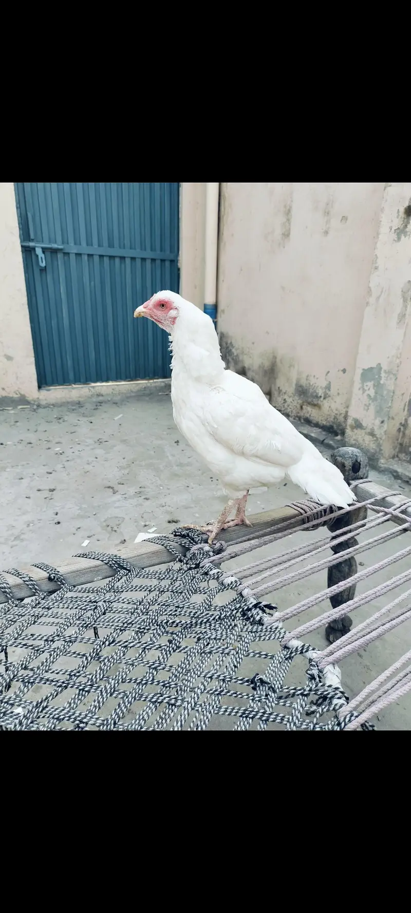 white heera female — photo 3