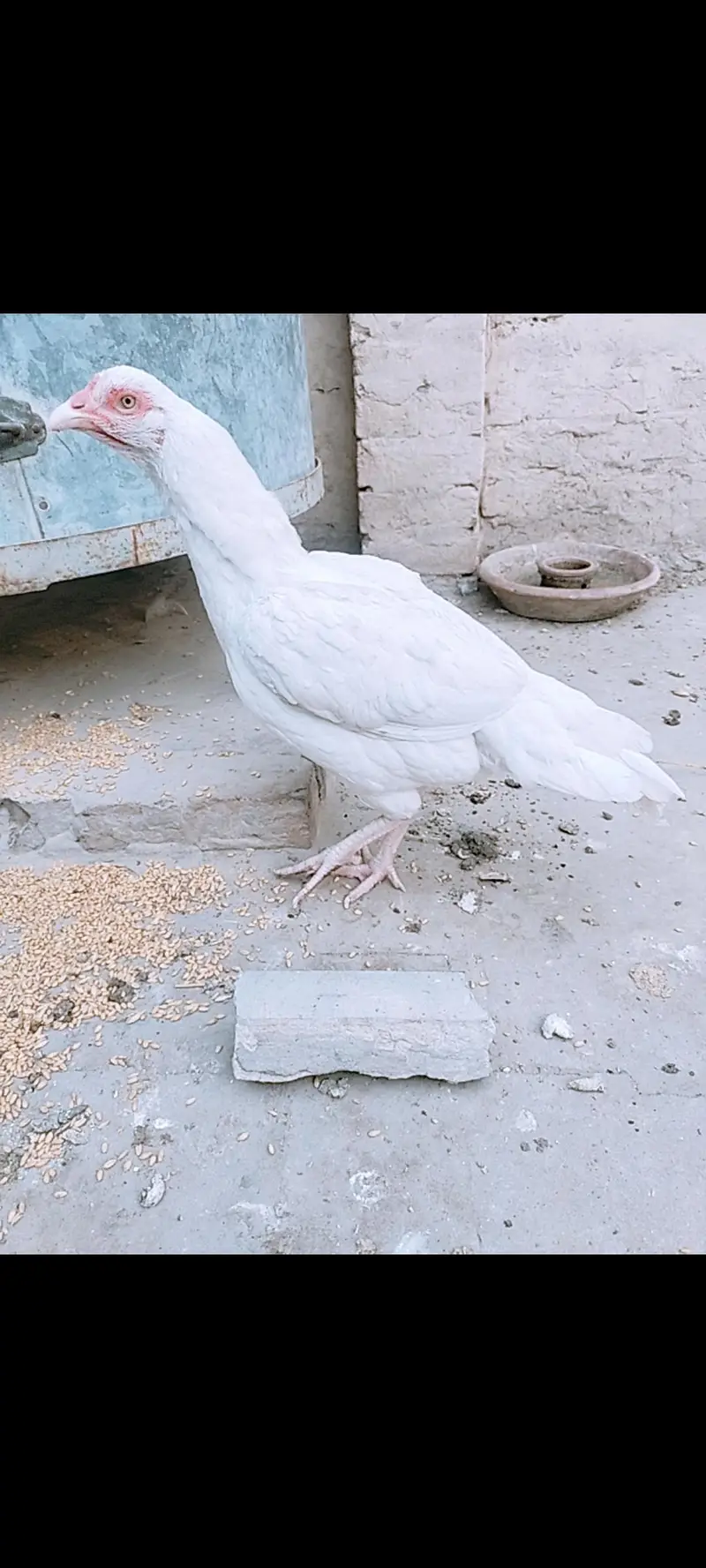 white heera female — photo 4