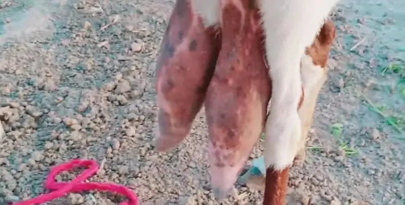 3 bacchon wali desi bakri for sale call 03225280183 — photo 2
