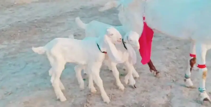 3 bacchon wali desi bakri for sale call 03225280183 — photo 3