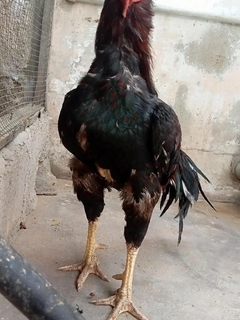 aseel breeder — photo 3