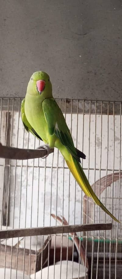 Ringe nick female ready to breed