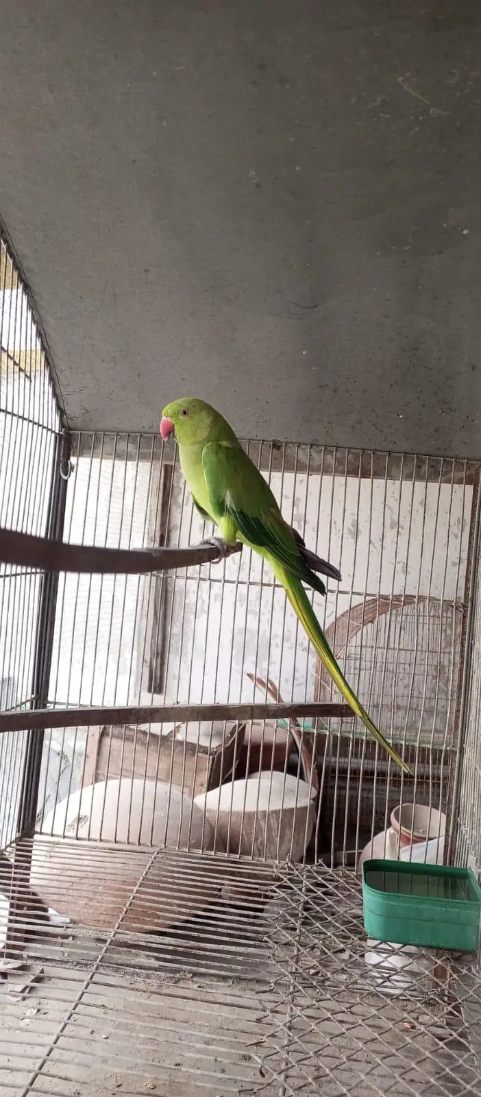 Ringe nick female ready to breed — photo 3