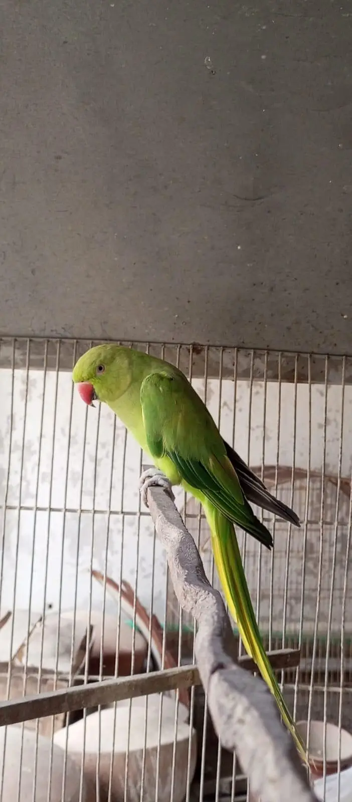 Ringe nick female ready to breed — photo 4