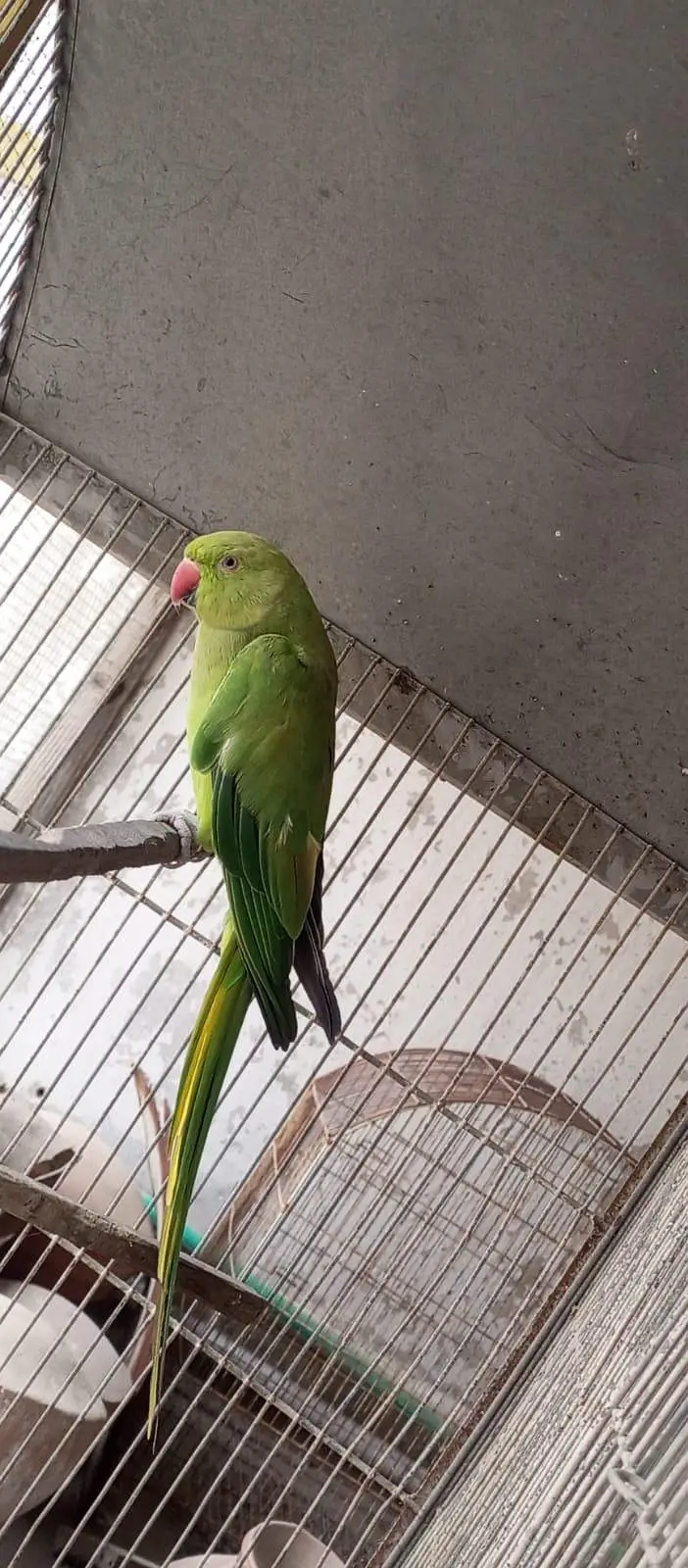 Ringe nick female ready to breed — photo 5