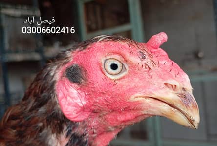 ہائی کوالٹی اصیل