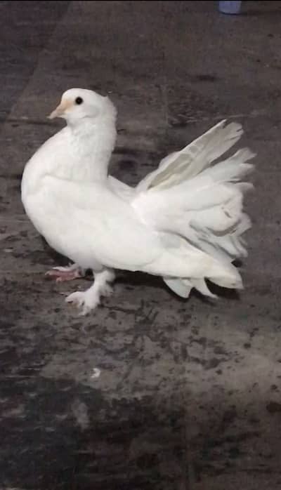 Fantail