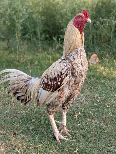 aseel murga for sale 03345268698