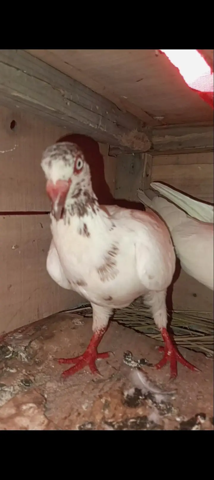 danish pigeon bredr pair — photo 7