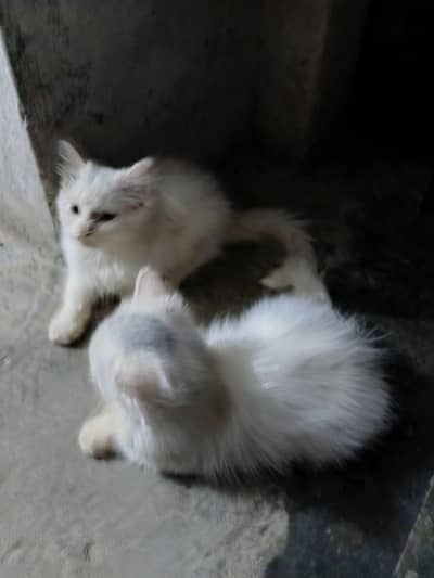 cute persian cats