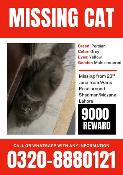 Missing cat