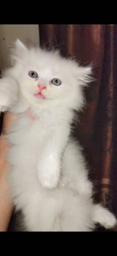 Persian cat for sale