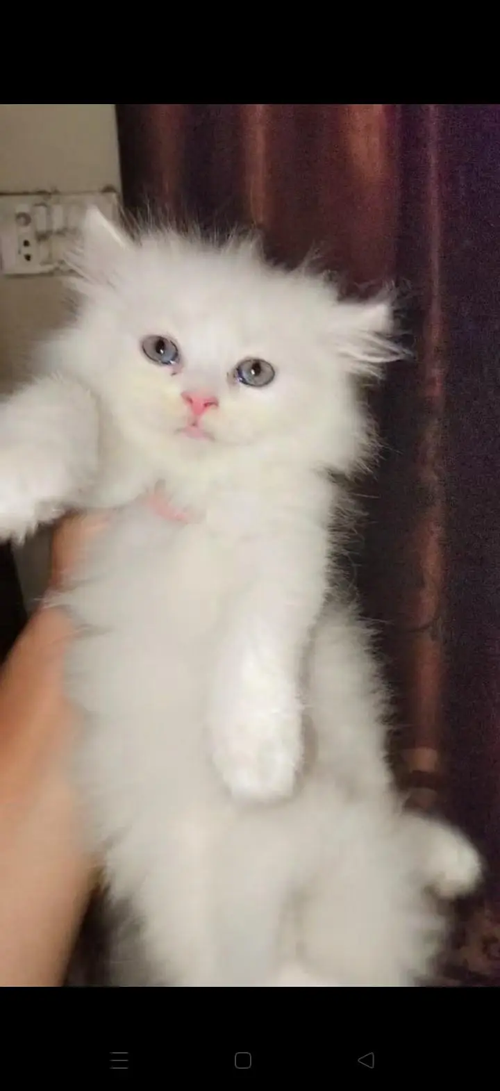 Persian cat for sale — photo 2