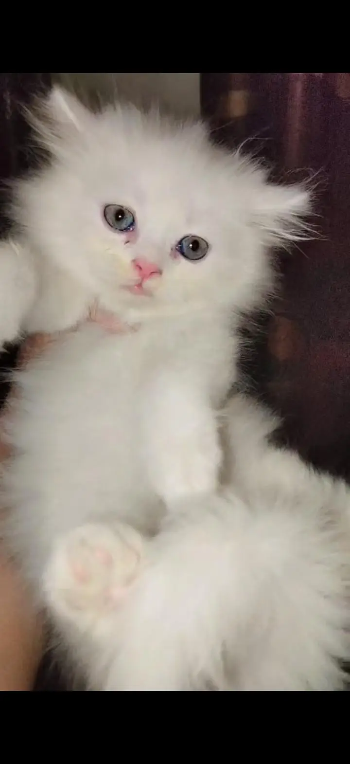Persian cat for sale — photo 3