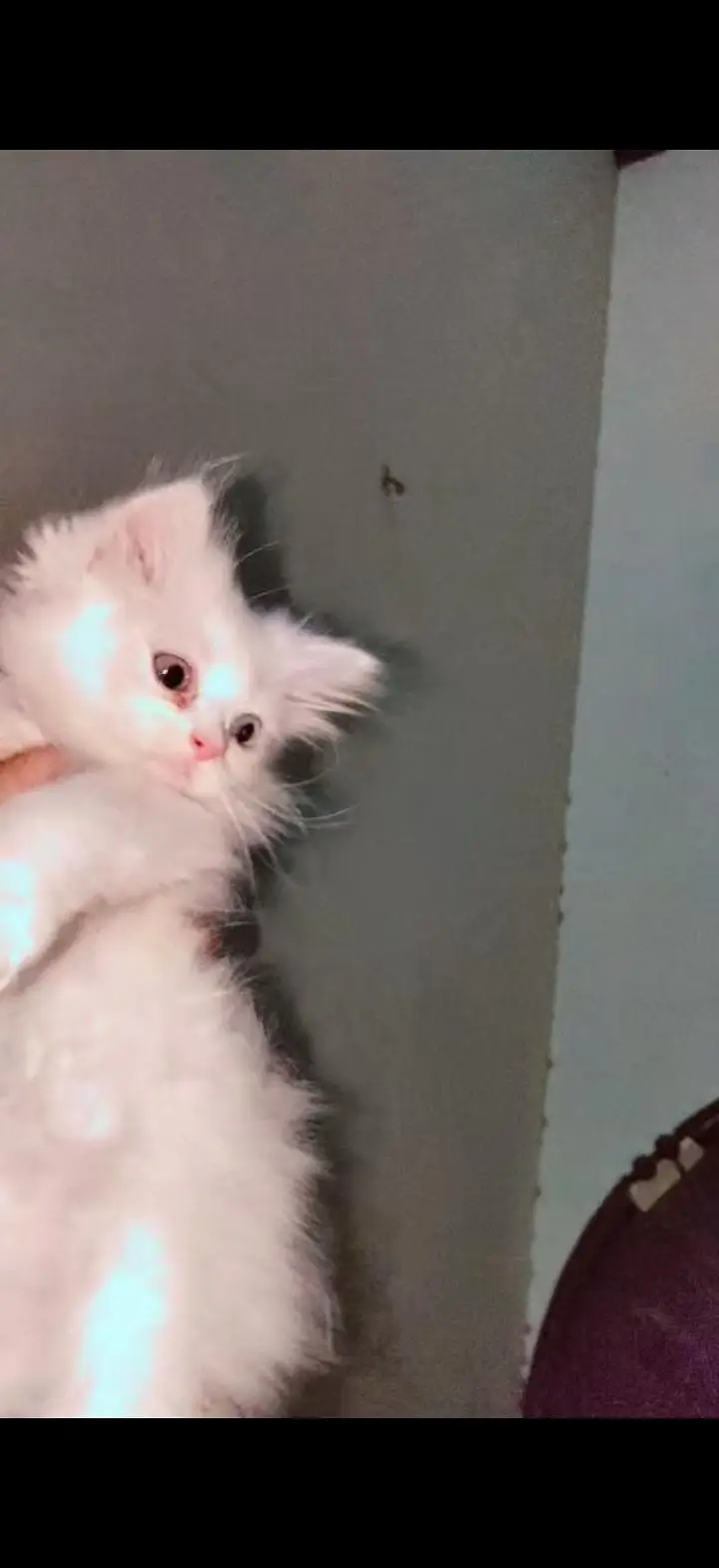 Persian cat for sale — photo 5