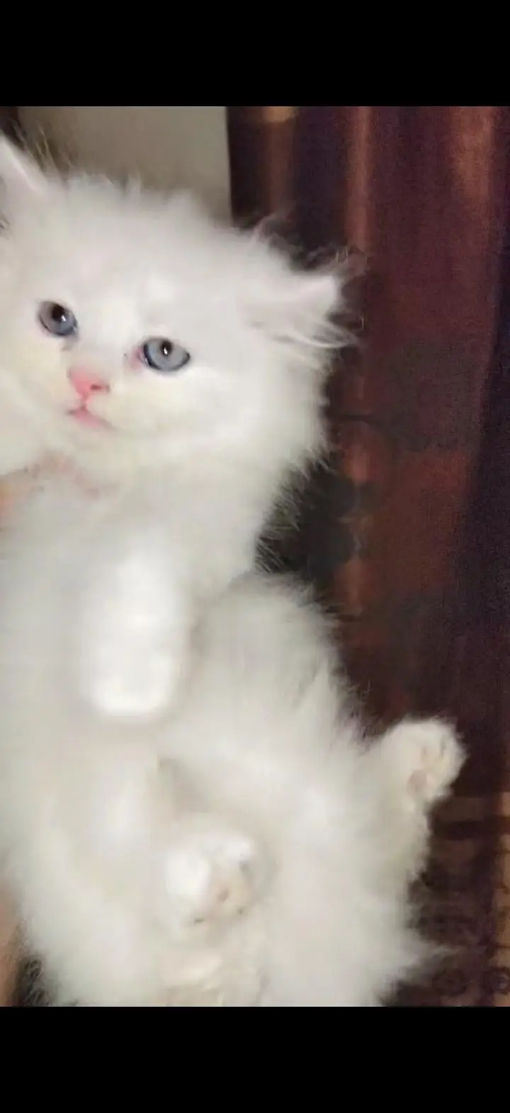 Persian cat for sale — photo 6