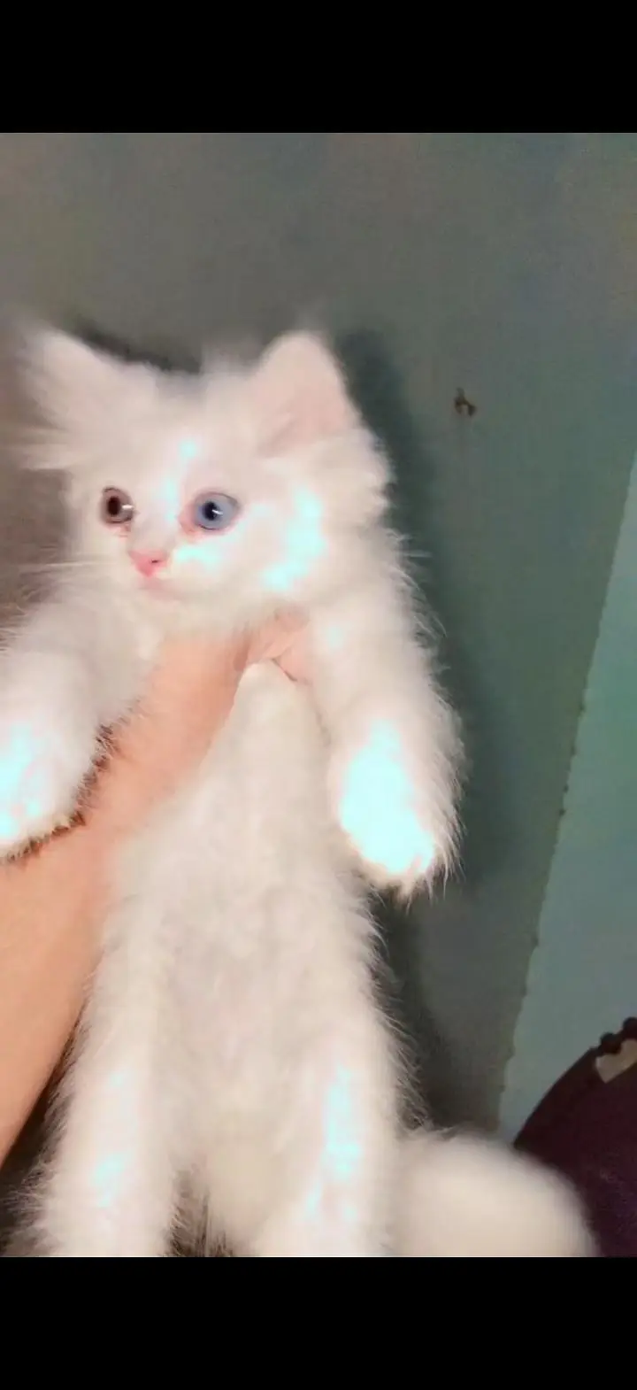 Persian cat for sale — photo 7