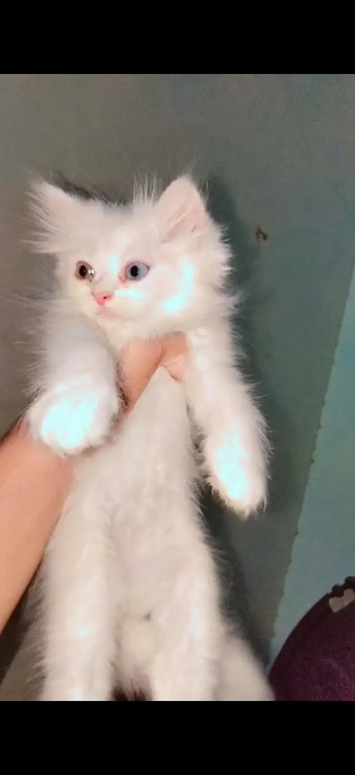 Persian cat for sale — photo 8