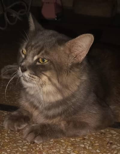 PERSIAN CAT/MALE/VACCINATED/1 YEAR/DOUBLE COTT
