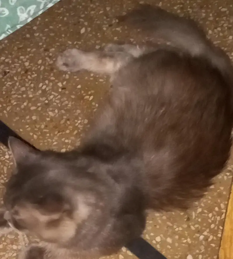 PERSIAN CAT/MALE/FEMALE/VACCINATED/1 YEAR/DOUBLE COTT/DISCOUNT AVAILAB — photo 3
