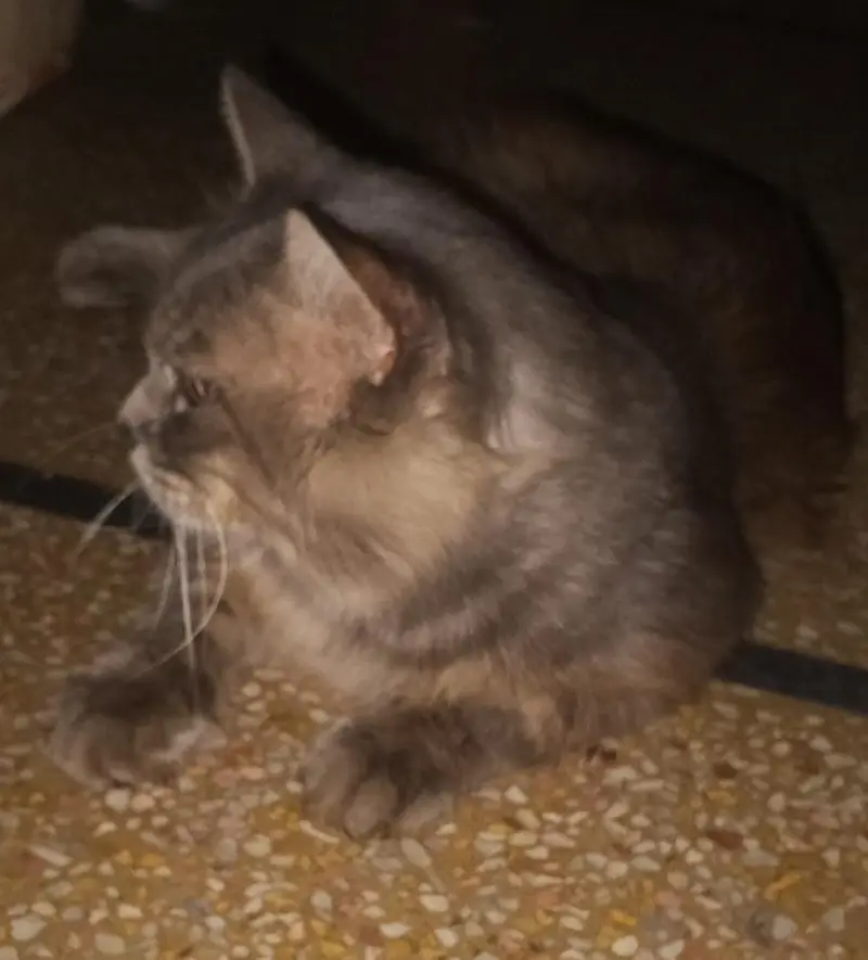 PERSIAN CAT/MALE/FEMALE/VACCINATED/1 YEAR/DOUBLE COTT/DISCOUNT AVAILAB — photo 5