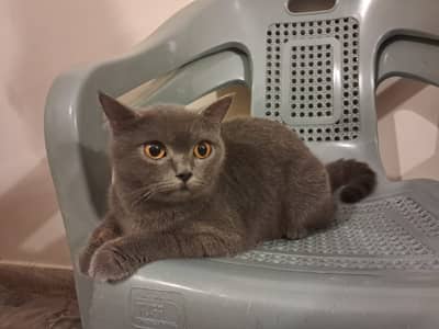 British short hair cat | female cat | persian cat | breeder cat
