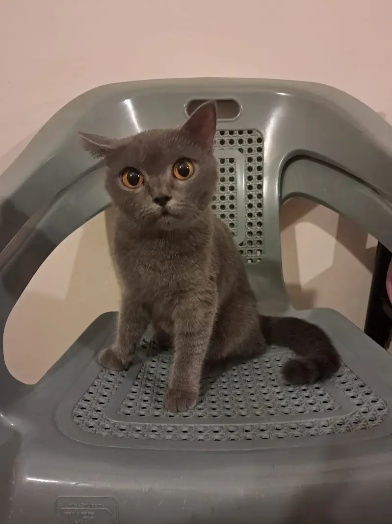British short hair cat | female cat | persian cat | breeder cat — photo 3