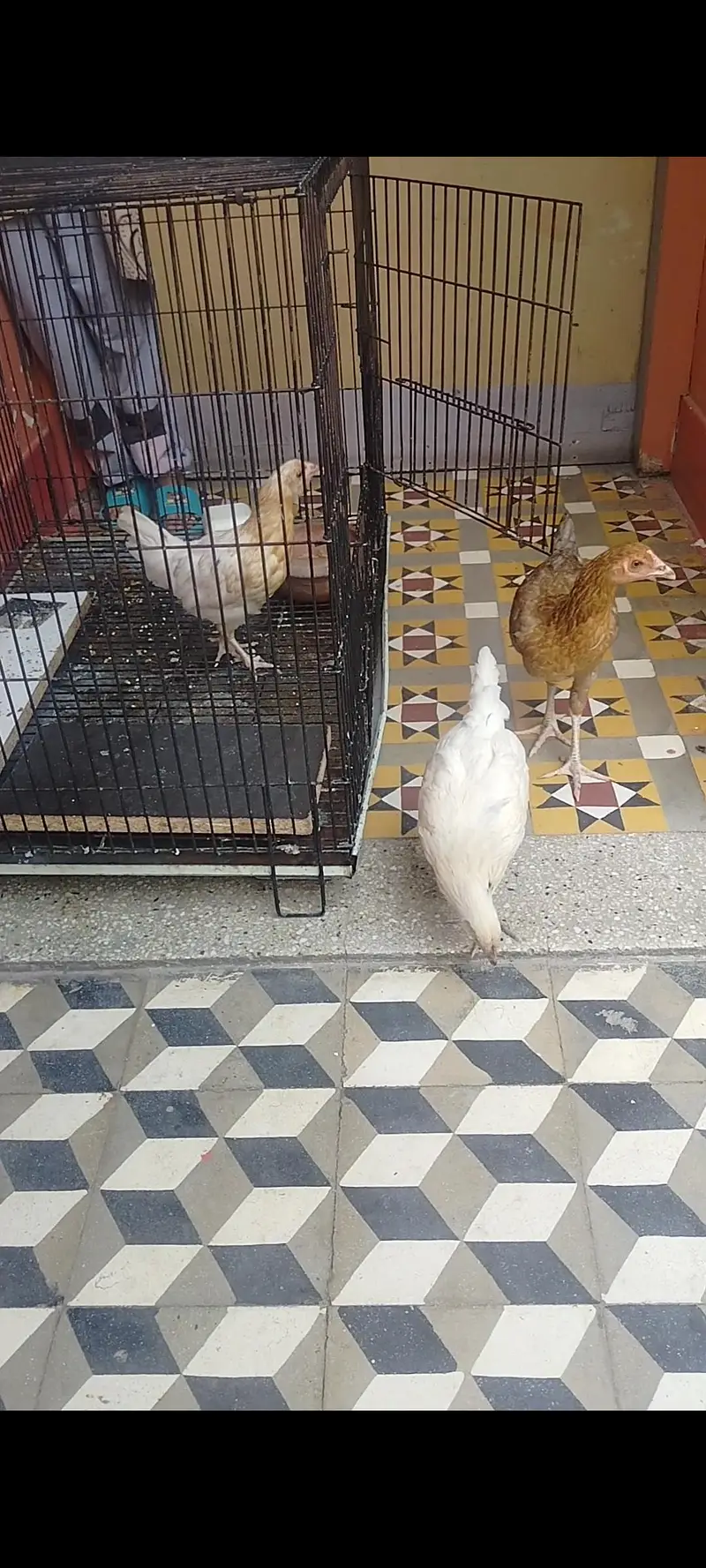Birds  cat hens cage pinjara — photo 2