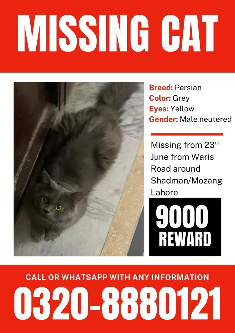 Missing cat