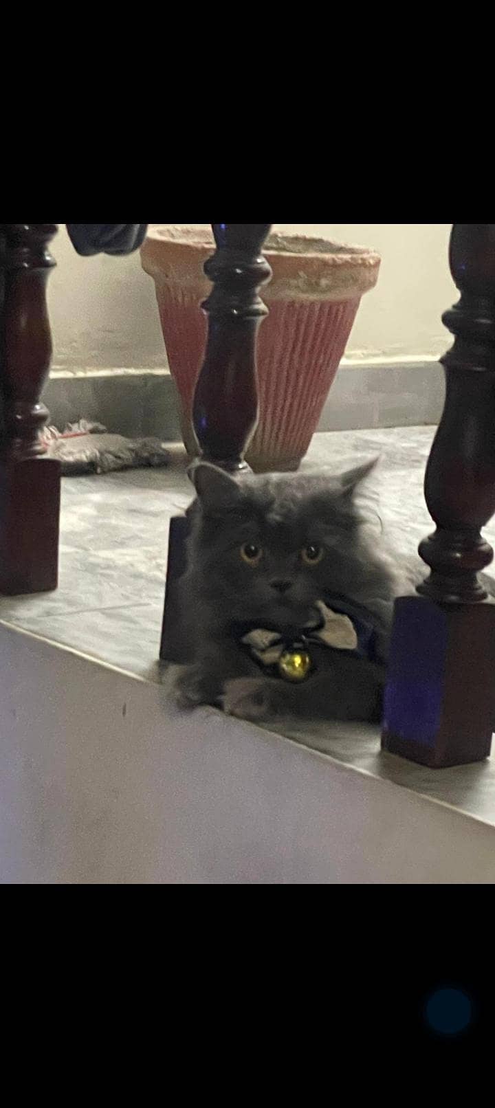 Missing cat 1