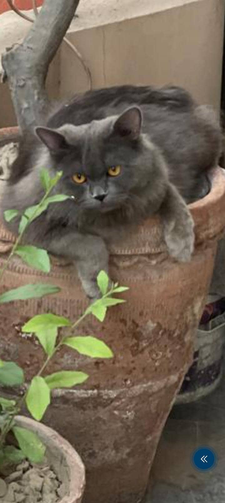 Missing cat 2