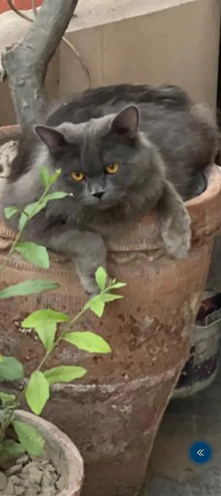 Missing cat — photo 3