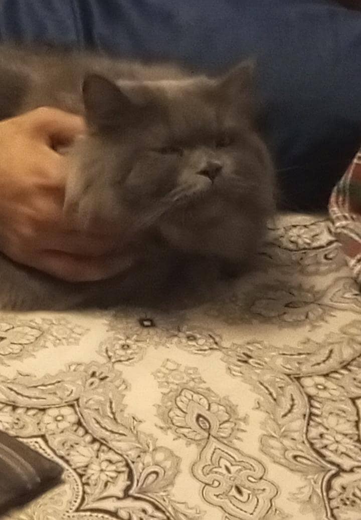 Missing cat 3