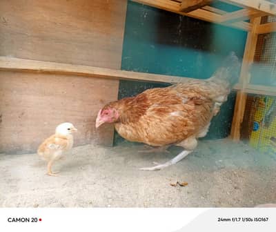 Assel Murgi with 1 chick urgent sale