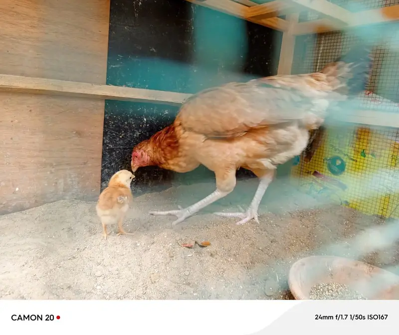 Assel Murgi with 1 chick urgent sale — photo 2